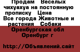 Продам.  Веселых чихуахуа на постоянную прописку › Цена ­ 8 000 - Все города Животные и растения » Собаки   . Оренбургская обл.,Оренбург г.